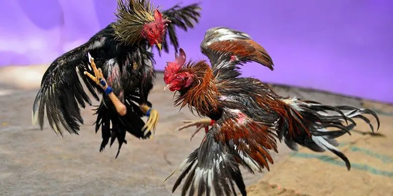 Đăng ký ngay tại đá gà QQ88 chỉ vài bước đơn giản